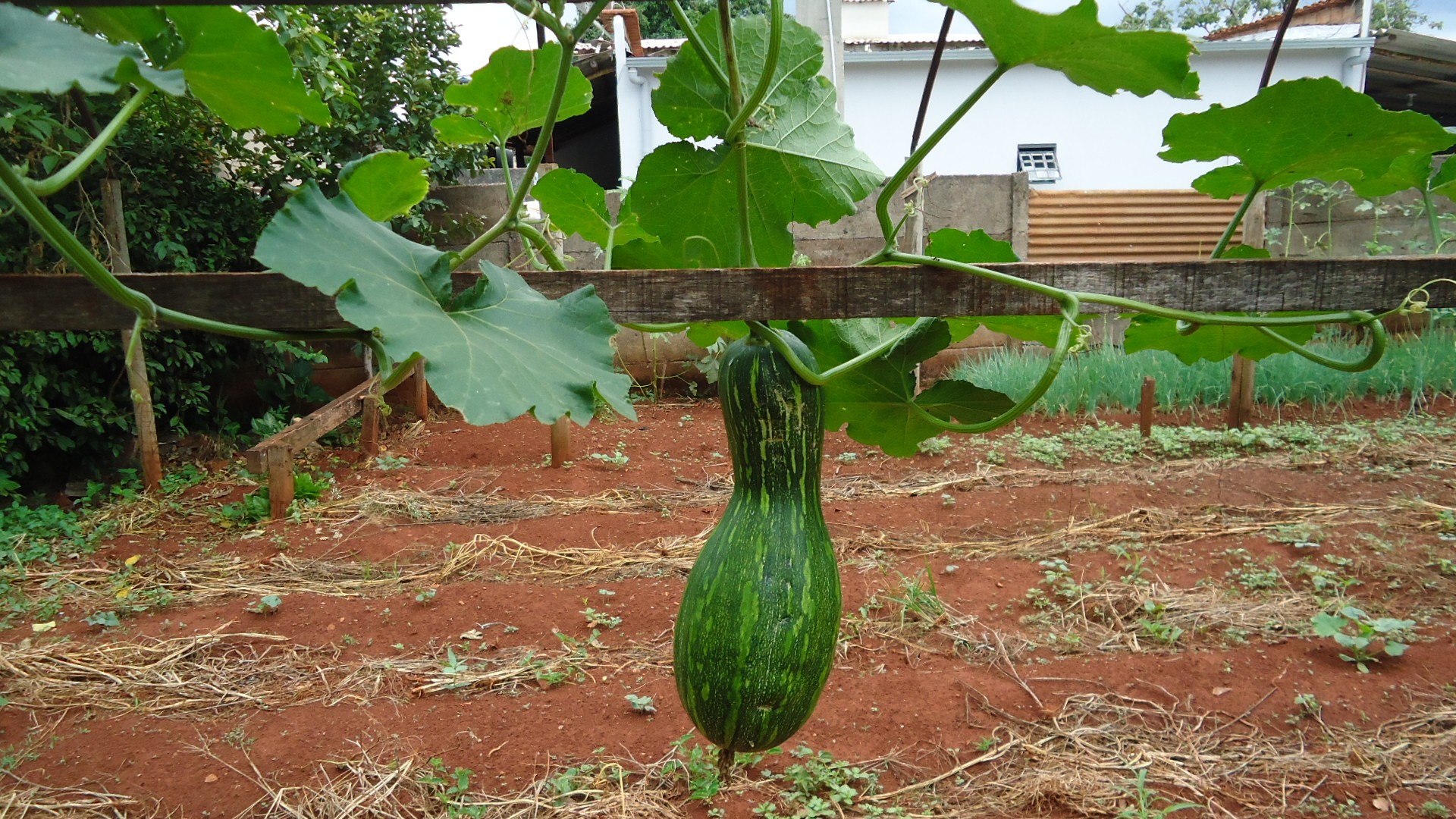 VERDURAS 